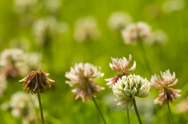 Trifolium repens — Stock Photo, Image
