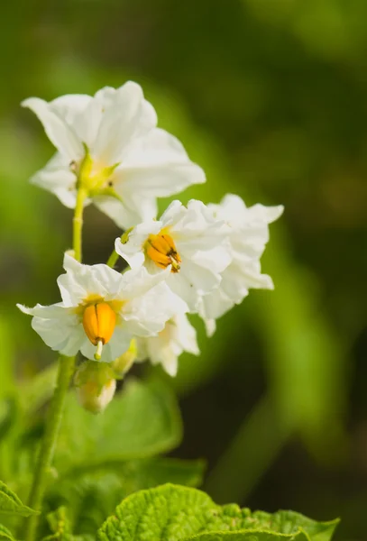 Bramborový květ — Stock fotografie