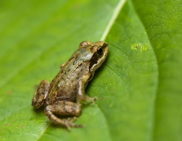 Rana - frog — Stock Photo, Image