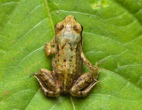 stock image Rana - frog