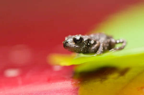 작은 개구리 — 스톡 사진