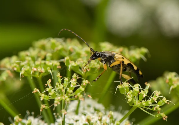 Cerambycidae — Zdjęcie stockowe