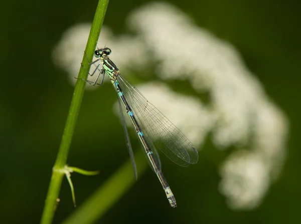 Kleine dragonfly — Stockfoto