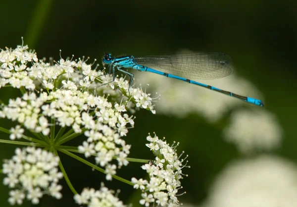 Kleine dragonfly — Stockfoto