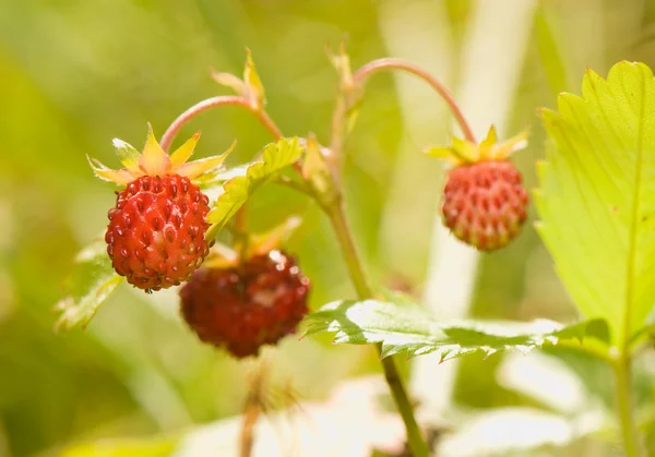 stock image Fragaria