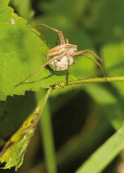 stock image Pisaura mirabilis