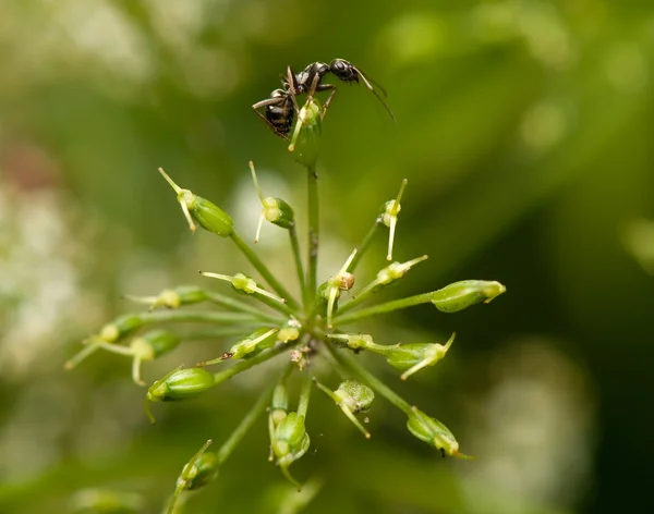 花园里的蚂蚁 — 图库照片