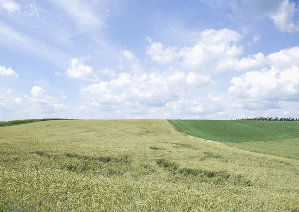 Field landscape — Stock Photo, Image