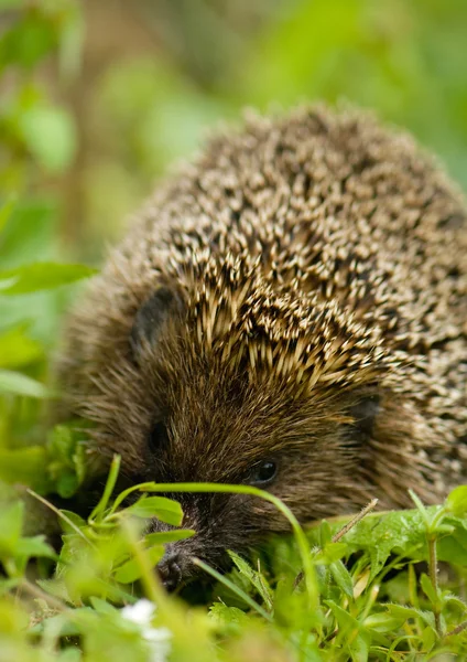 Ježek - erinaceus europaeus — Stock fotografie