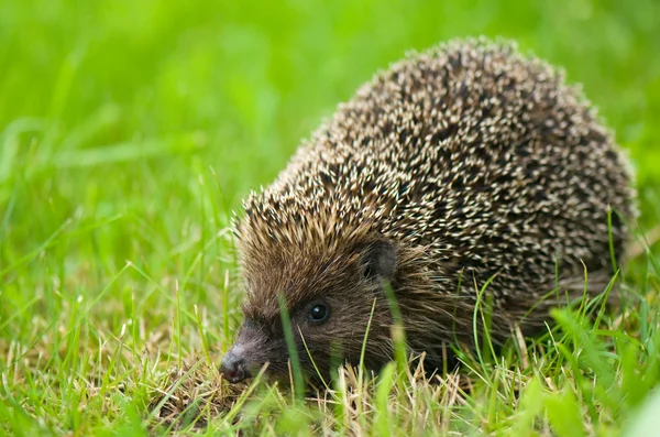 Hedgehog - Erinaceus europaeus — Stock Photo, Image
