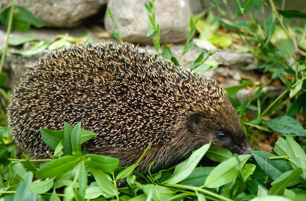 Hedgehog - Erinaceus europaeus — Stock Photo, Image