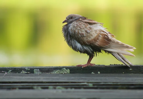 비둘기 — 스톡 사진