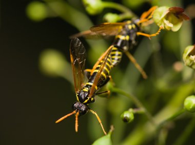 Wasp böcek