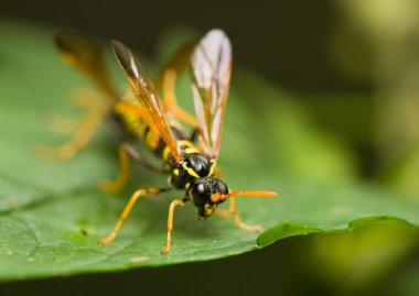 Wasp böcek