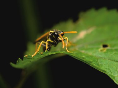 Wasp böcek