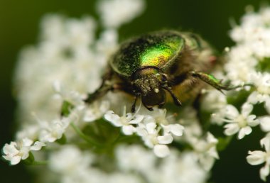 Cetonia aurata