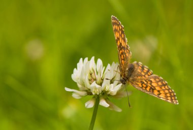 Melitaea