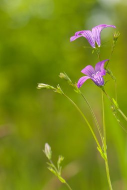 çan çiçeği, bluebell