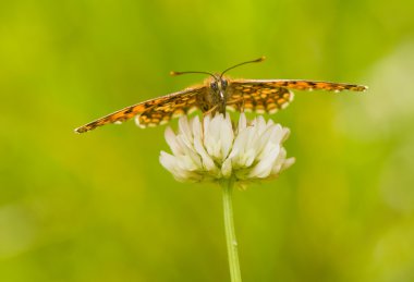 Melitaea