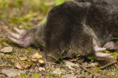 European Mole, Talpa europaea clipart