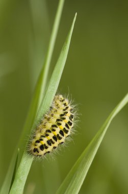 Zygaena lonicerae