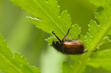 Phyllopertha horticola