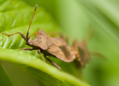 Coreus marginatus