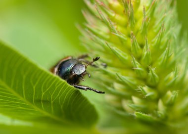 Phyllopertha horticola