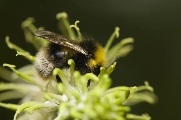 Stock image Bumblebee