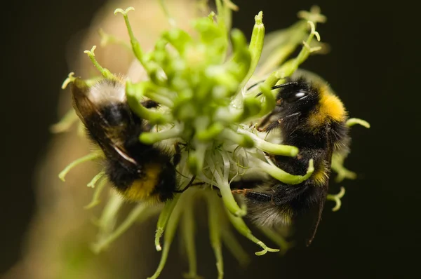 Stock image Bumblebee