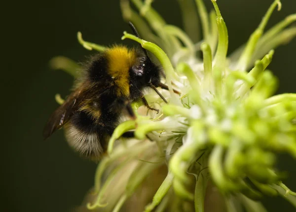 stock image Bumblebee