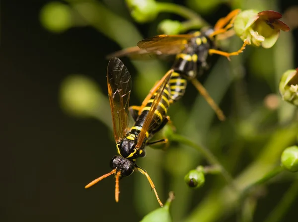 stock image Wasp insect