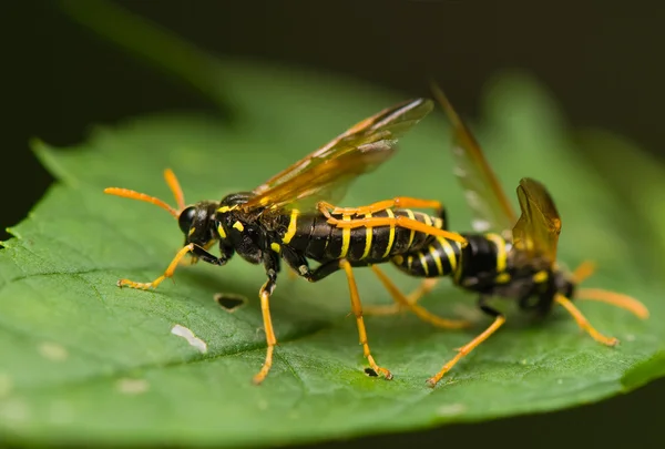 スズメバチの昆虫 — ストック写真