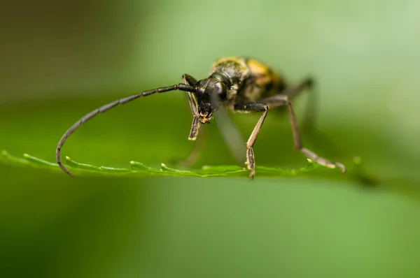 Cerambycidae — Foto de Stock