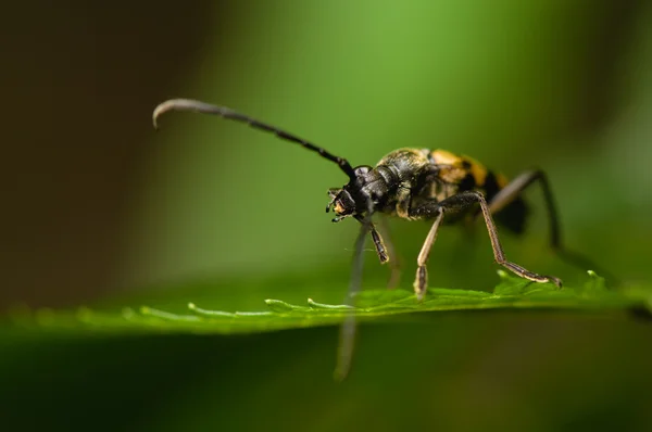 Cerambycidae — Fotografia de Stock
