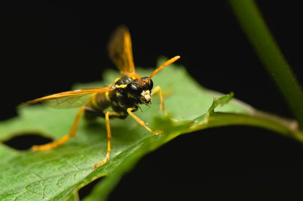 Insetto della vespa — Foto Stock
