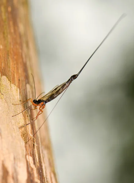 Ichneumonidae, manifestante de Ephialtes — Fotografia de Stock