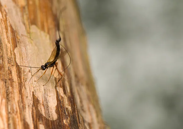 Ichneumonidae, Efialtes manifestator — Stockfoto