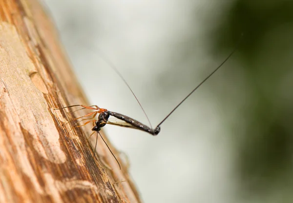 Ichneumonidae, Ephialtes manifestator — Stock fotografie