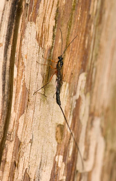 Ichneumonidae, Efialte manifestator — Foto Stock