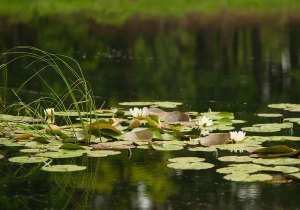 stock image Nymphaea alba