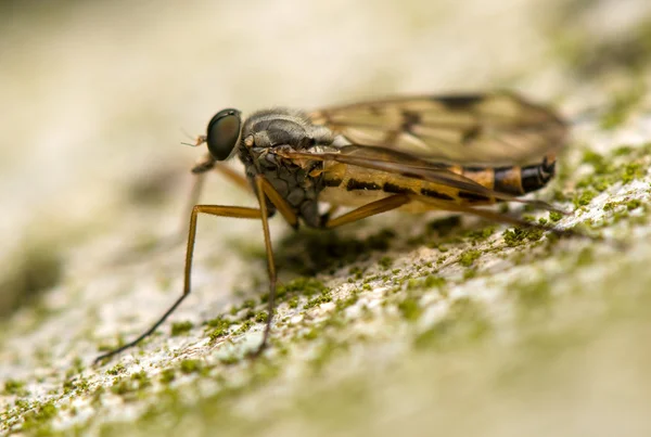 Fly insect — Stock Photo, Image