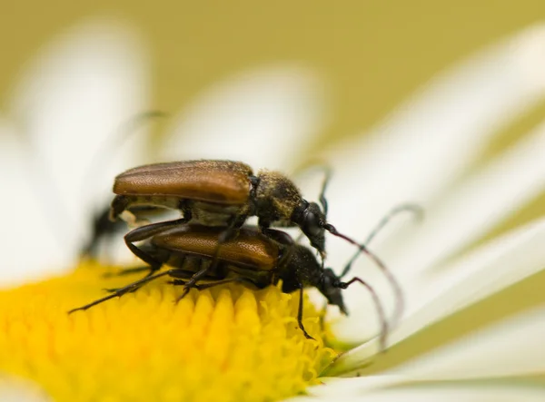 Cerambycidae — Fotografie, imagine de stoc