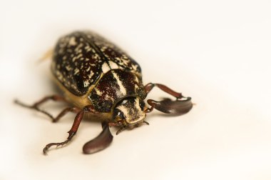 Polyphylla fullo