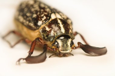 Polyphylla fullo