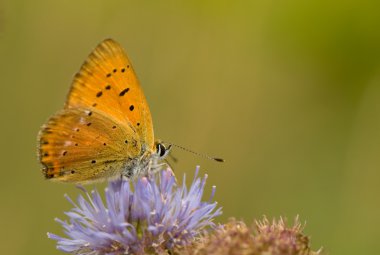 Lycaena virgaureae