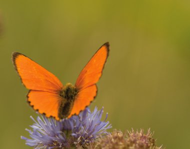 Lycaena virgaureae