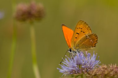 Lycaena virgaureae