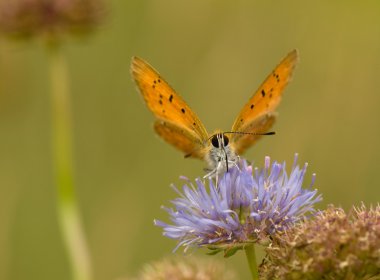 Lycaena virgaureae