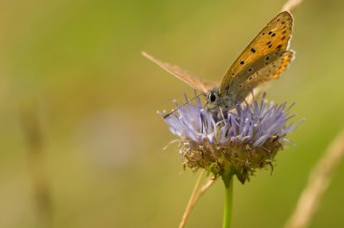 Lycaena alciphron